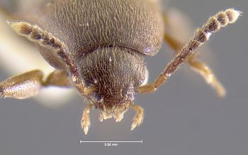 Media type: image;   Entomology 32005 Aspect: head frontal view